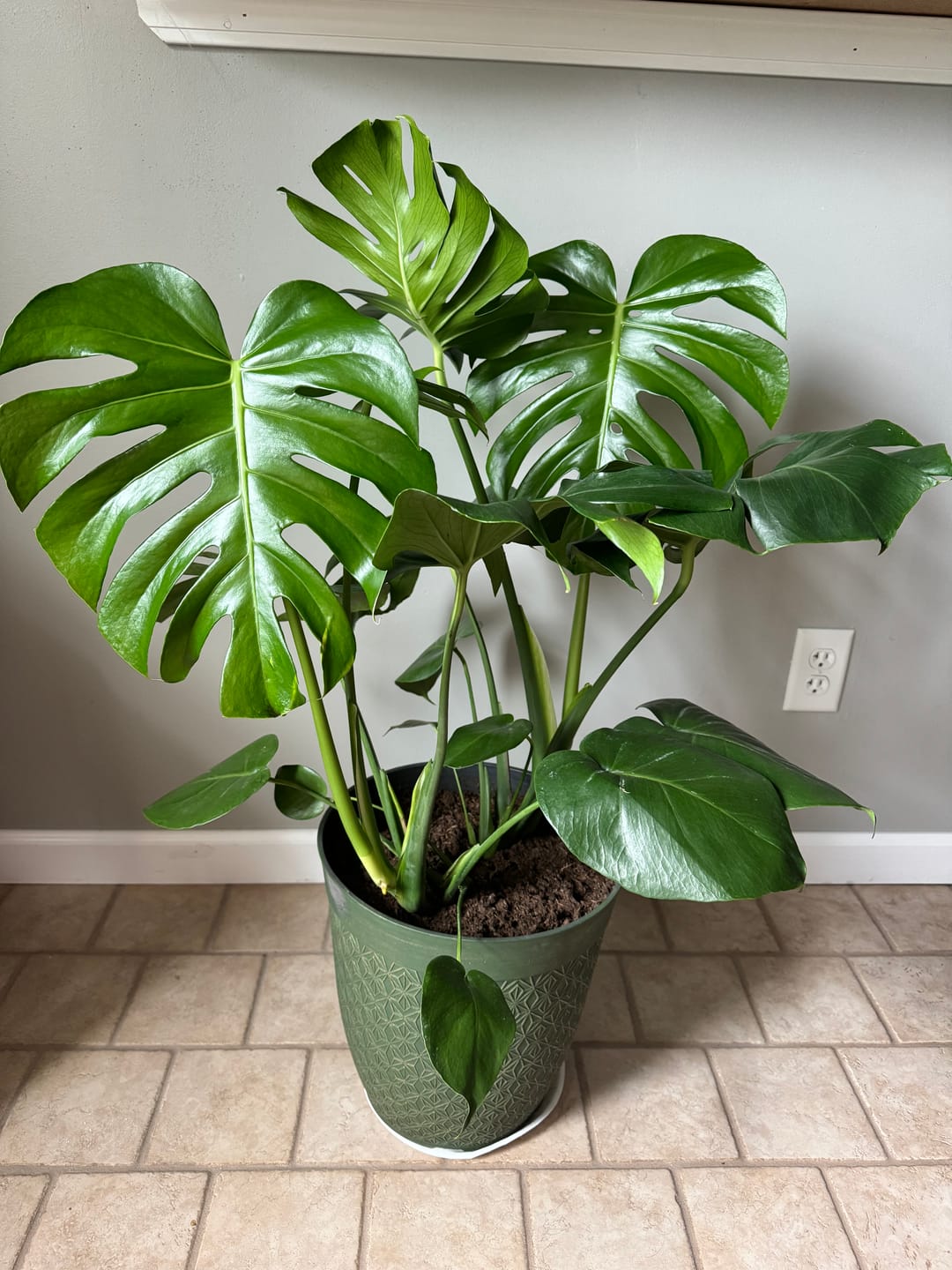 Customer photo review of Plant Food