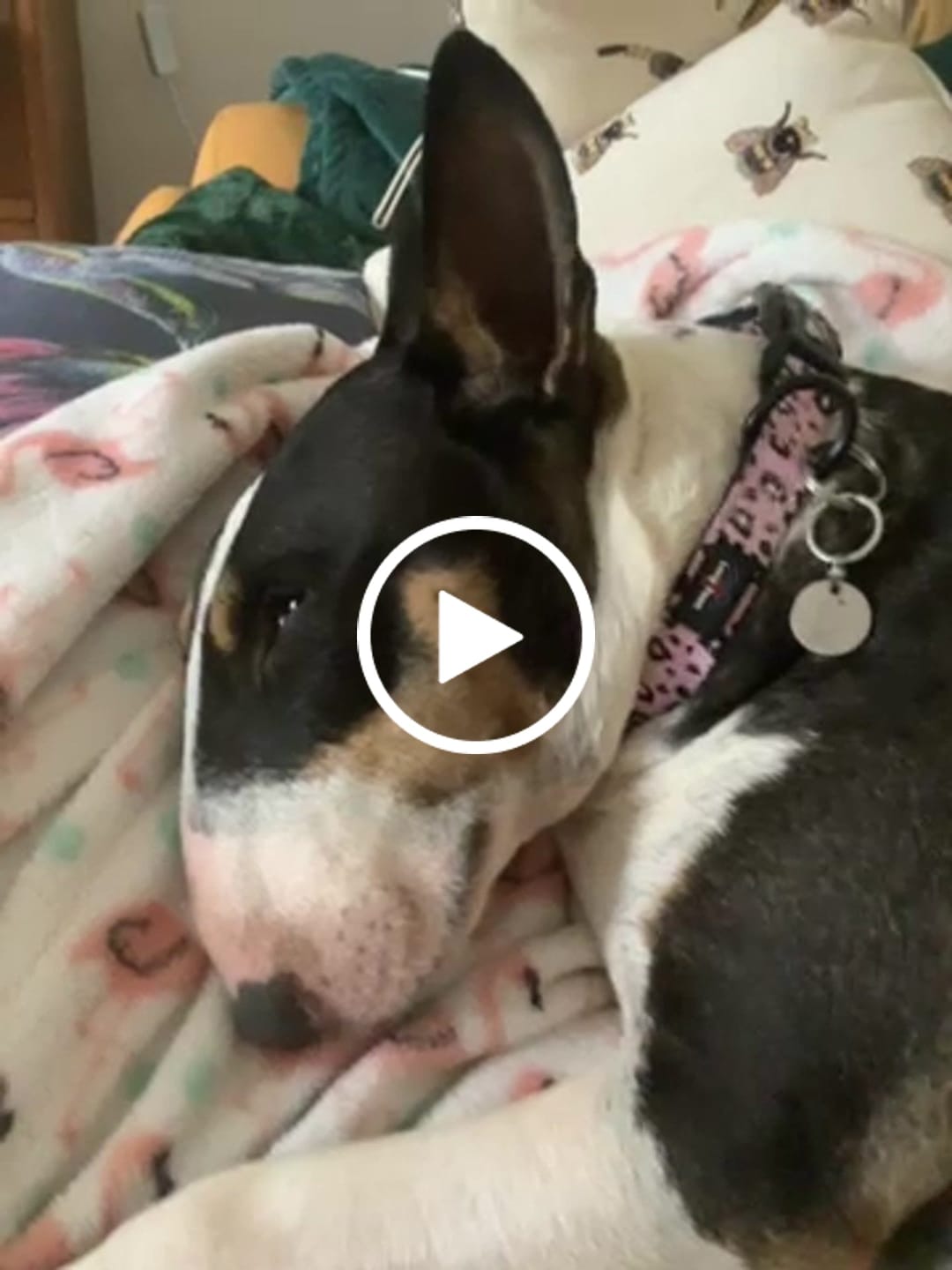 Customer video review of Funk The Dog Padded Dog Collar | Pink Leopard