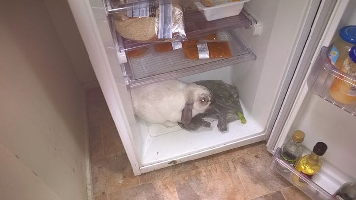 Customer photo review of PaWz Wooden Pet Gate - White