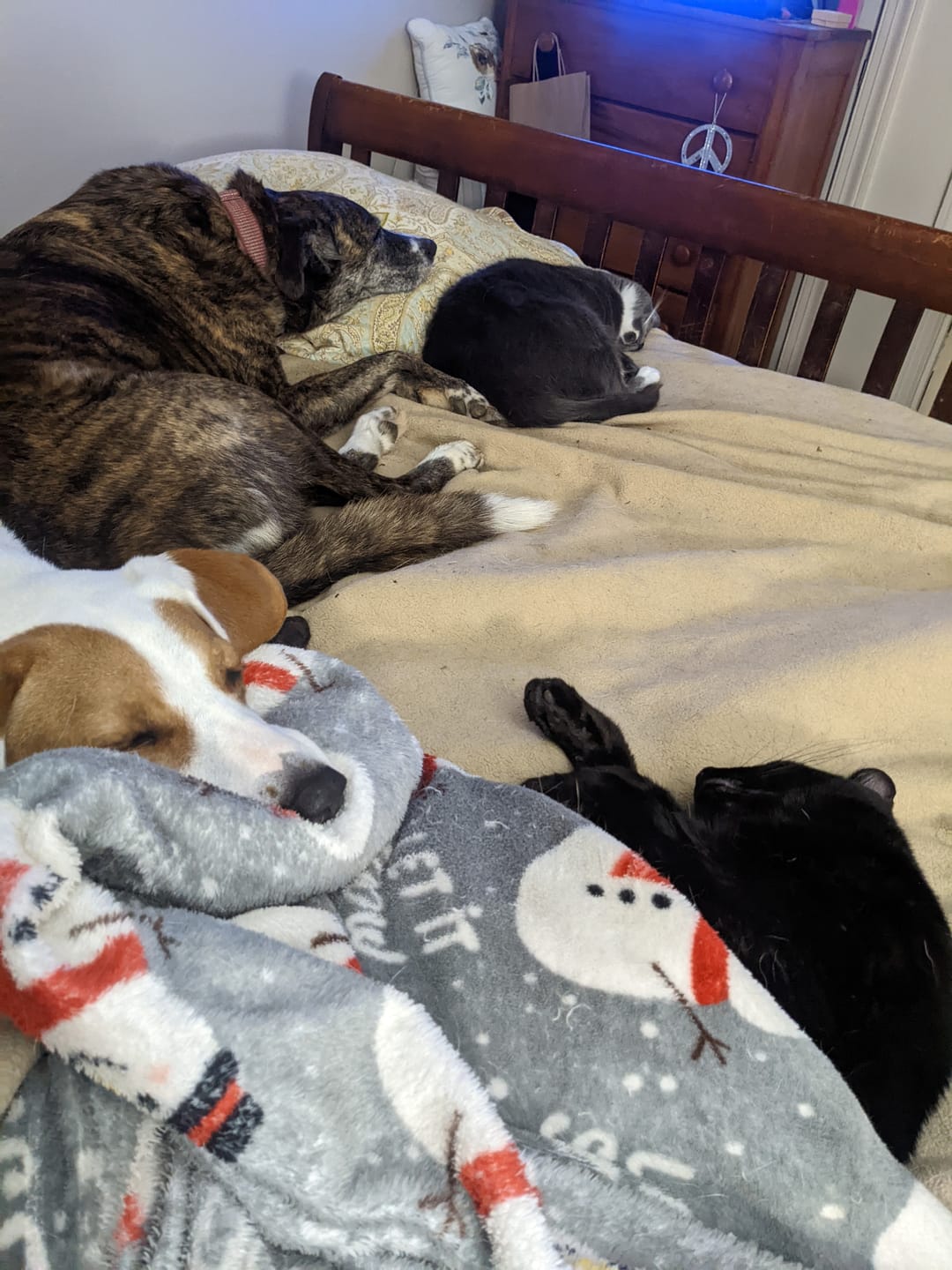 Customer photo review of Muscle Mat Luxury Mattress Topper - 4 Inches Thick