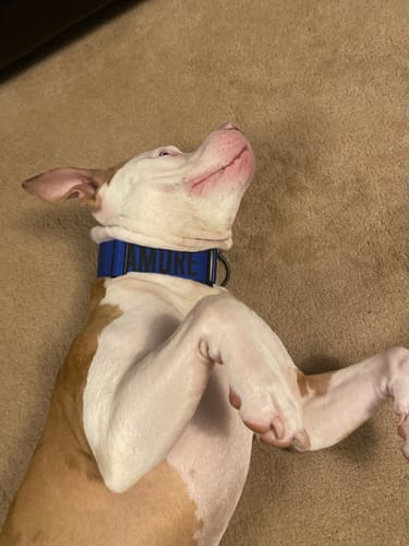 Customer photo review of No Pull Bully Proof Harness