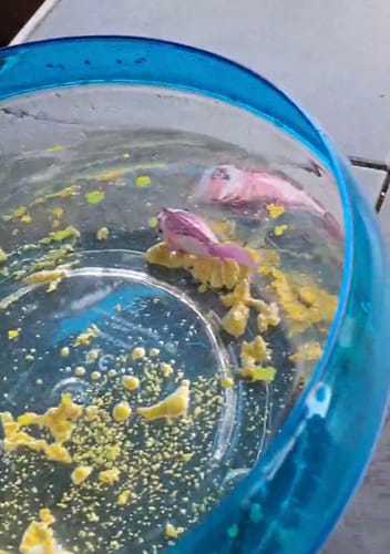Customer photo review of Swimming Robo Fish Bowl Set - Water Activated