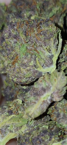 Customer photo review of Purple Urkle THCA Flower