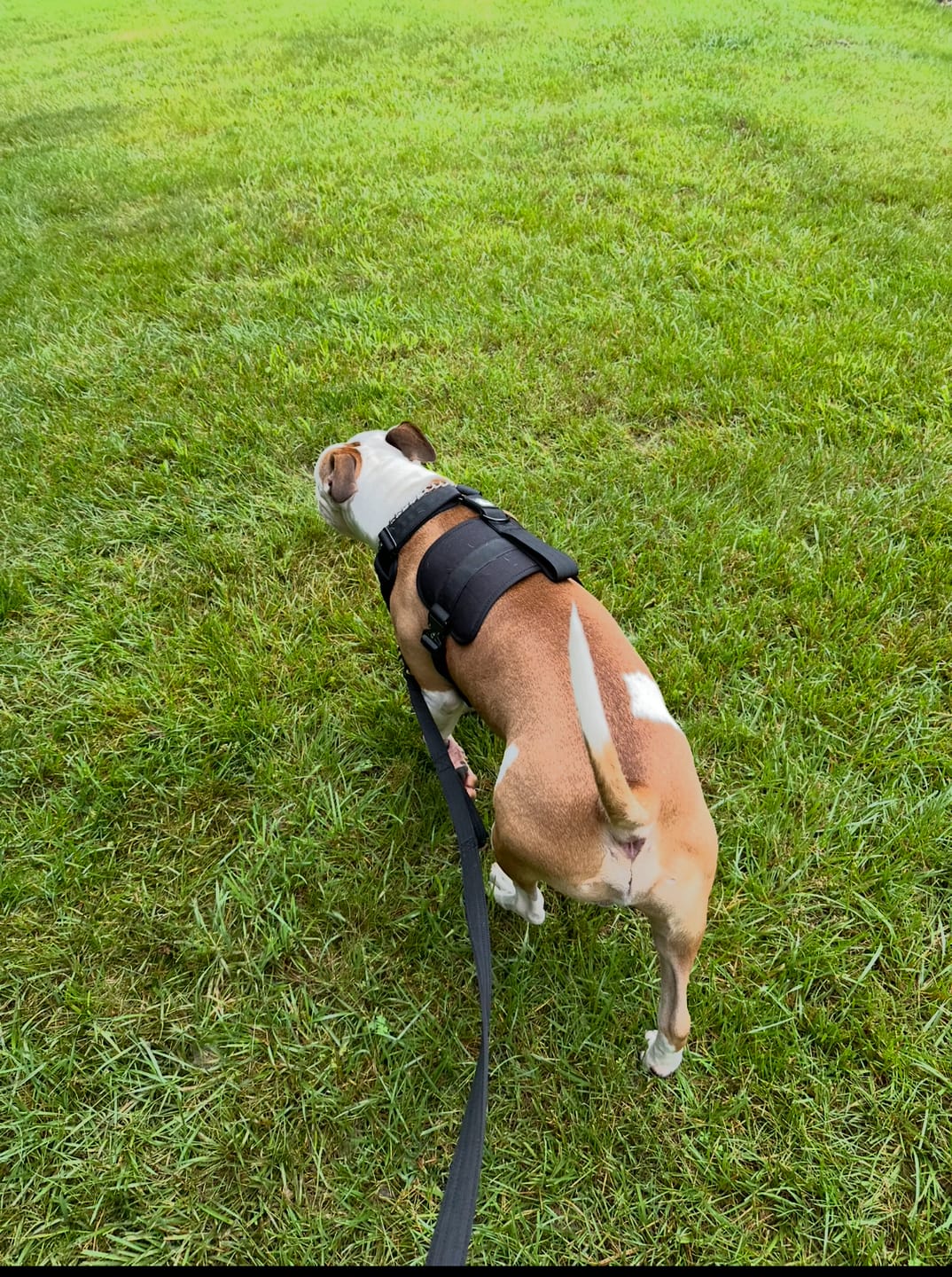 Customer photo review of Matching Black 6' Bully Proof Leash