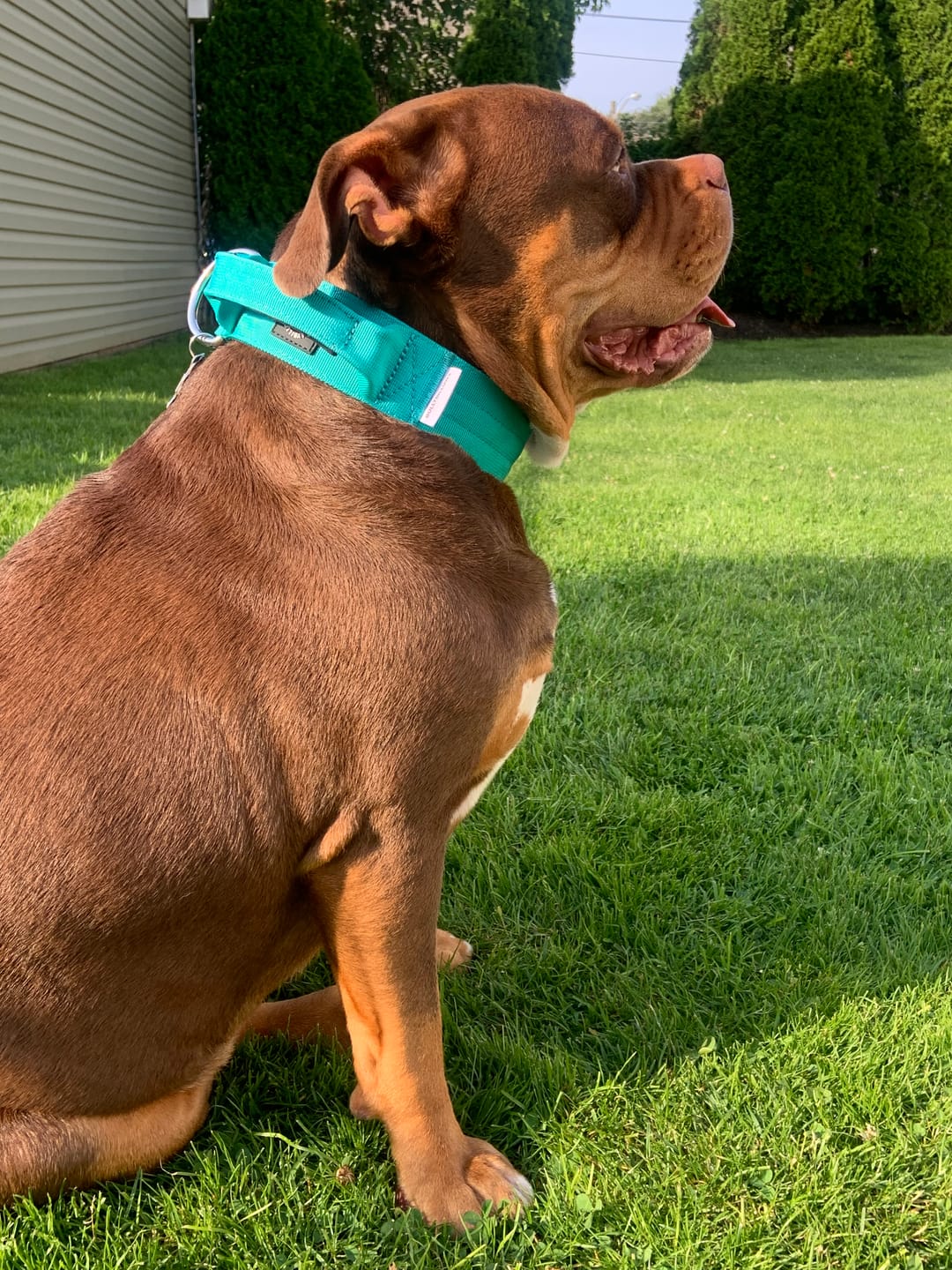Customer photo review of 5cm Combat® Collar | With Handle & Secure Clip - Turquoise