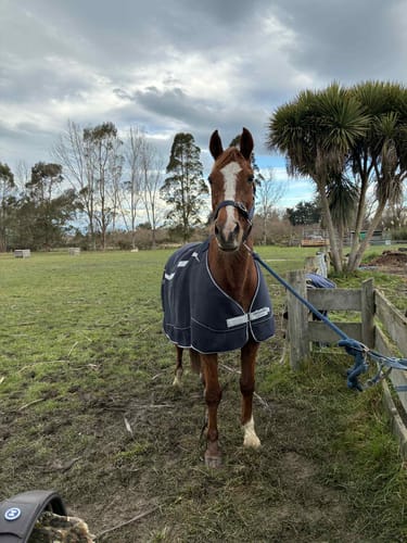 Customer photo review of Horseware Dry Liner