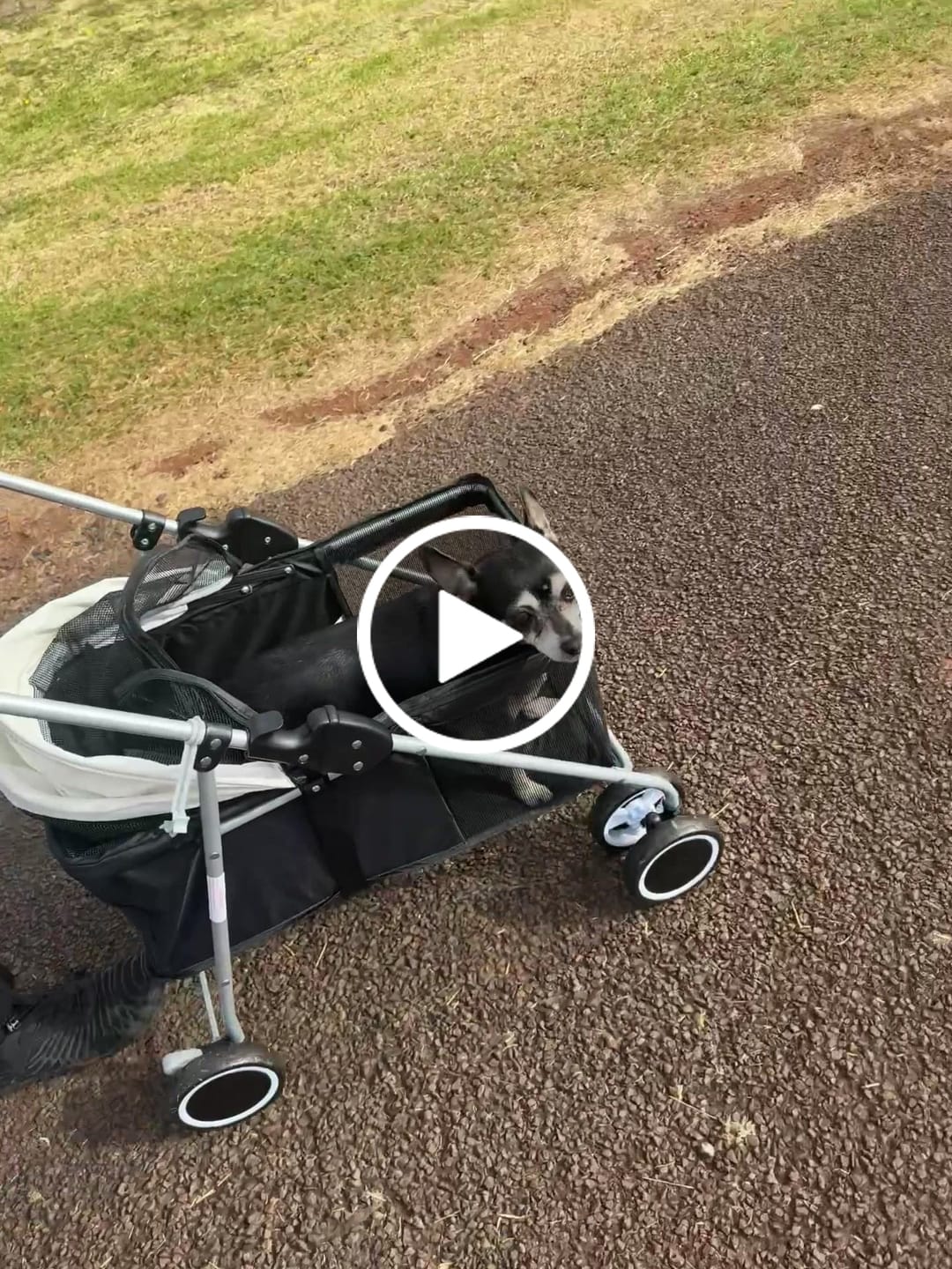 Customer video review of Pawz Compact & Comfortable Pet Stroller