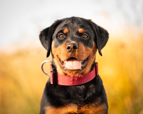 Customer photo review of 4cm Combat® Collar | Rated Clip - NO HANDLE - Burgundy