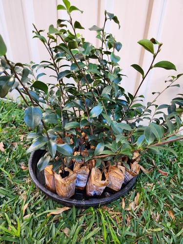 Customer photo review of Camellia sasanqua 'Chansonette'