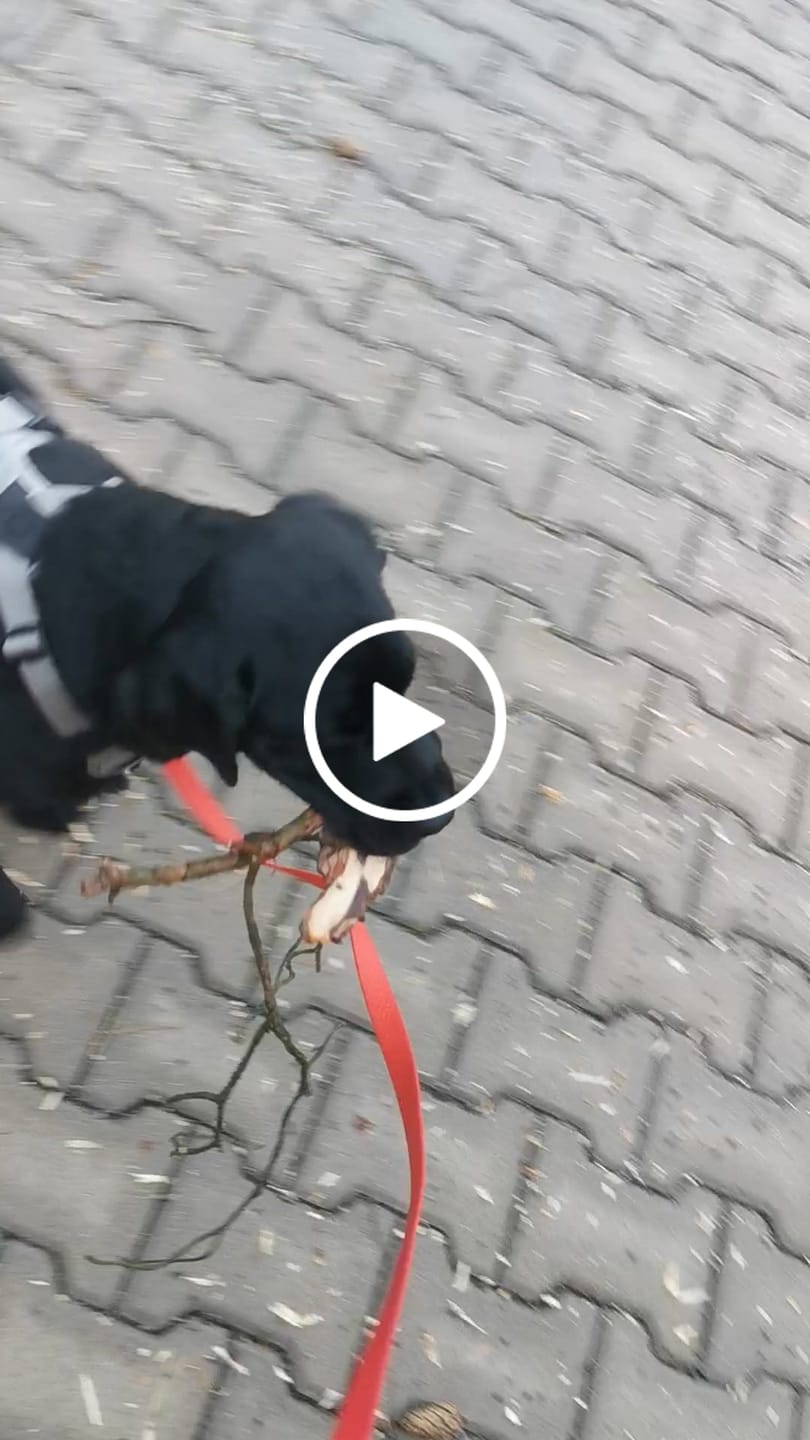 Customer video review of Anti Pull Harness | With Handle & Lighter | Hurricane Harness - Grey