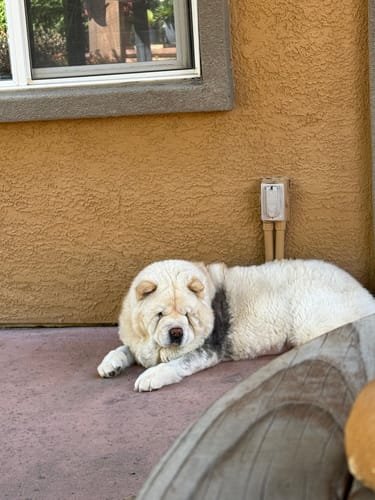 Customer photo review of Hip & Joint