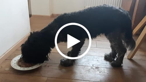 Customer video review of Frischfutter für Energiebedarf von 576 kCal/Tag