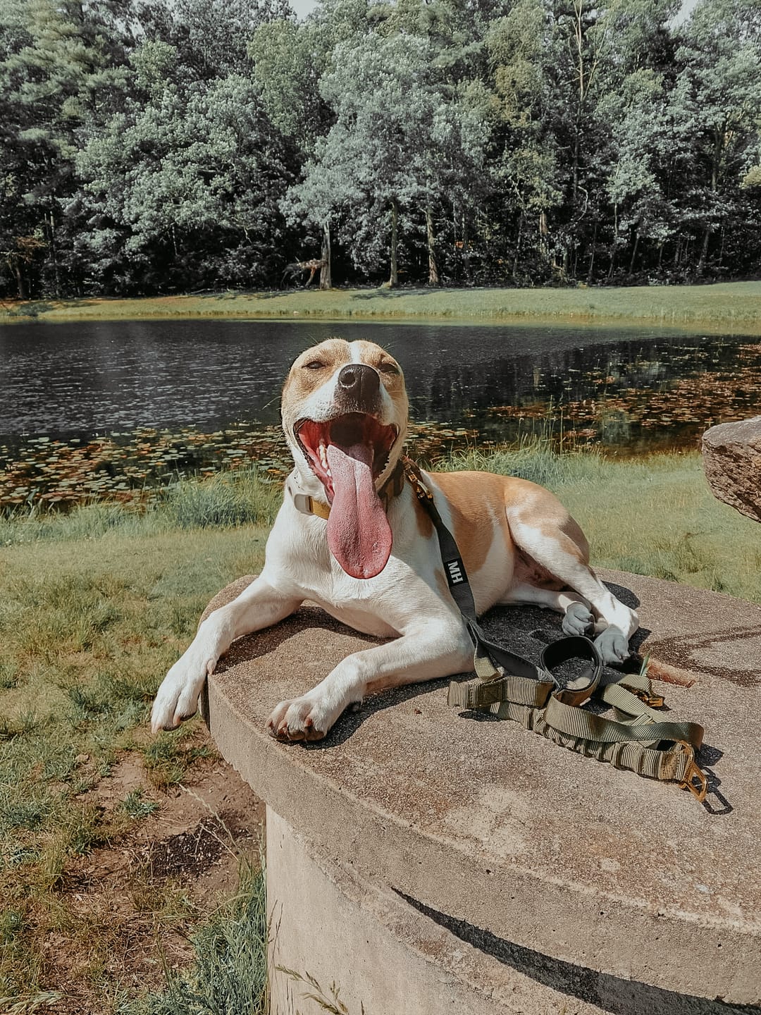Customer photo review of Adventure Bungee Leash