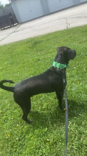 Customer photo review of 2" Tacti Luxe Dog Collar - Bloom (Limited Edition)