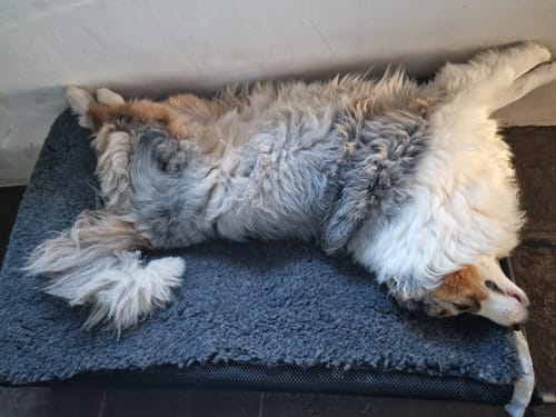 Nicola G. review of HiK9 Bed with Black Mesh Cover image 1 out of 1