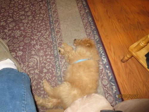 Customer photo review of Allergy & Immune