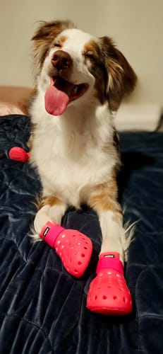 Customer photo review of WagWellies® Mojave