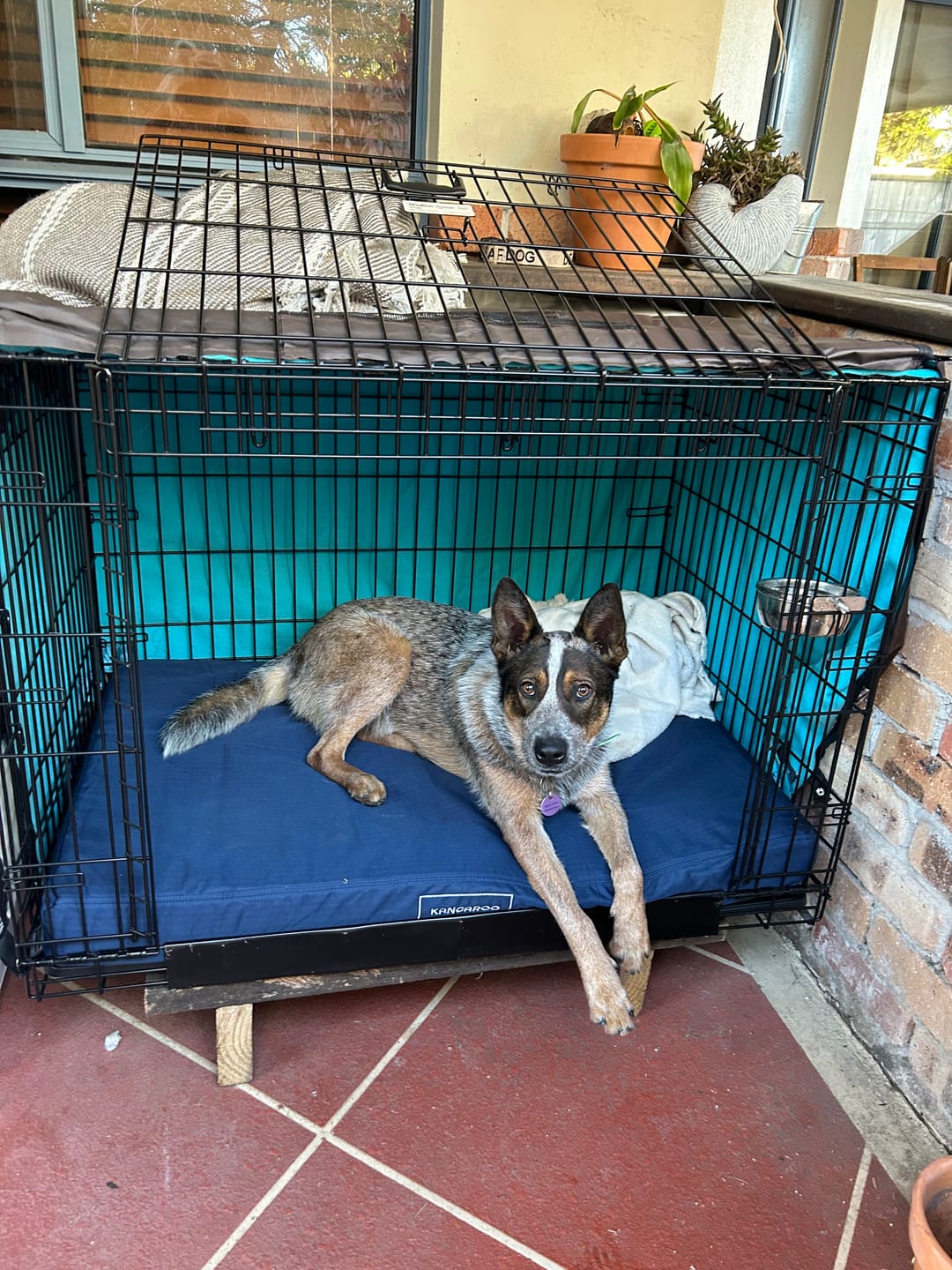 Customer photo review of Kangaroo Dog Crate Mat