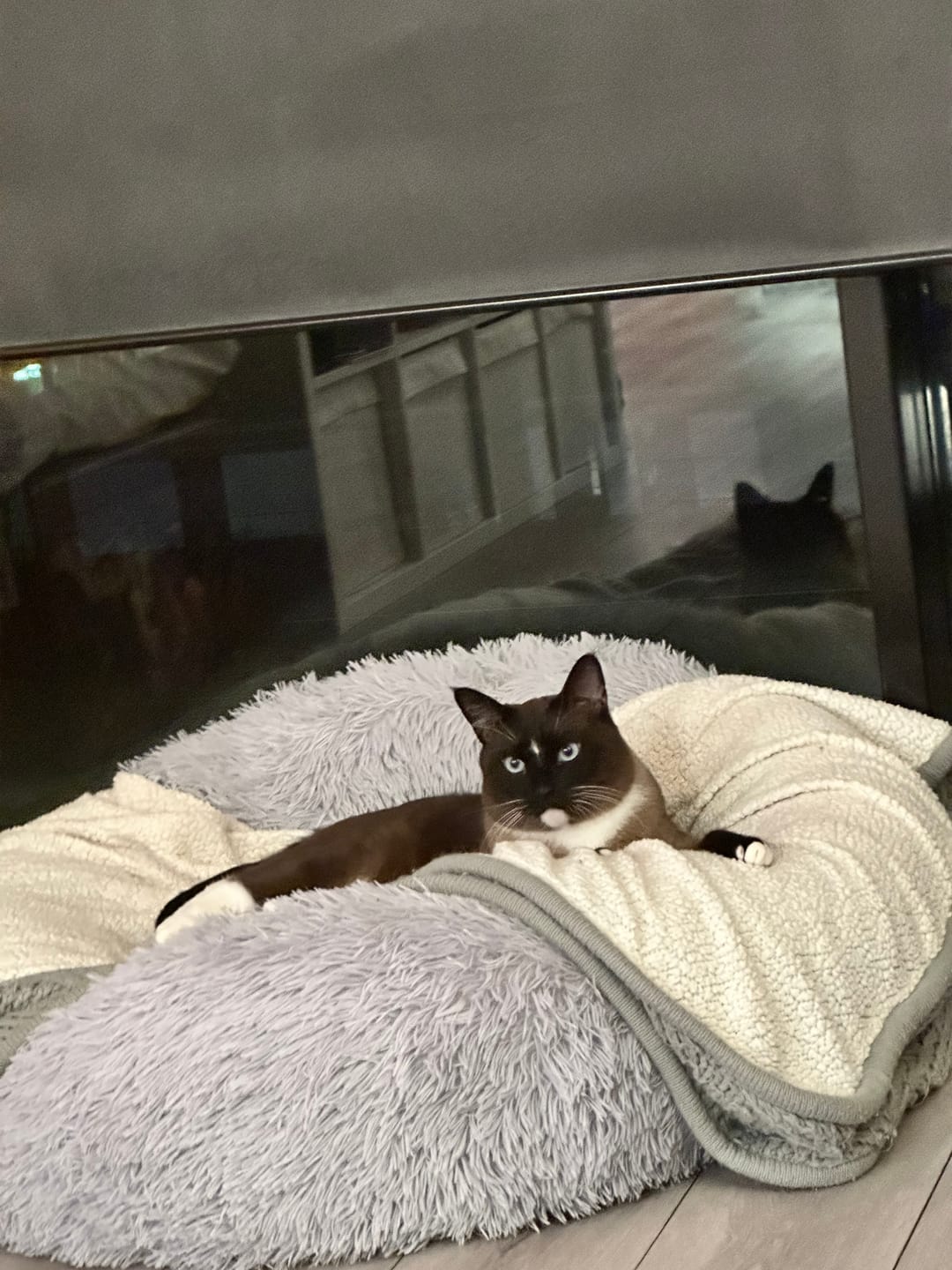 Customer photo review of Michu Tofu Cat Litter Gen3 6L- Dust-Free and Natural Clumping Tofu-Based Formula for Easy Cleanup