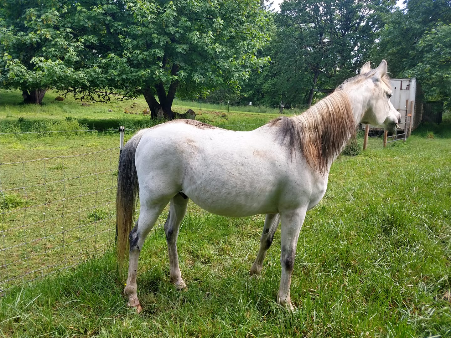 Customer photo review of Equine Aloe Vera Juice