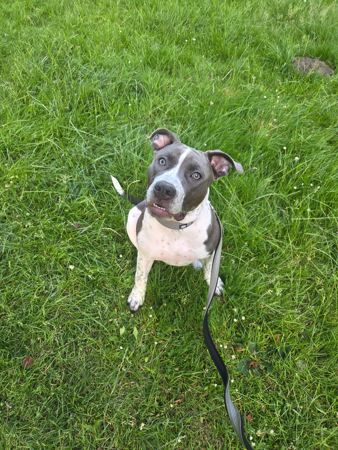 Customer photo review of Slip N' Clip Collar | XS-M Breeds - Grey