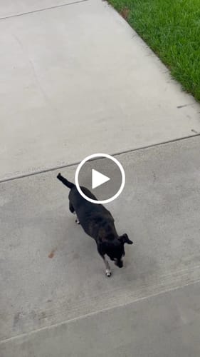 Customer video review of Allergy & Immune