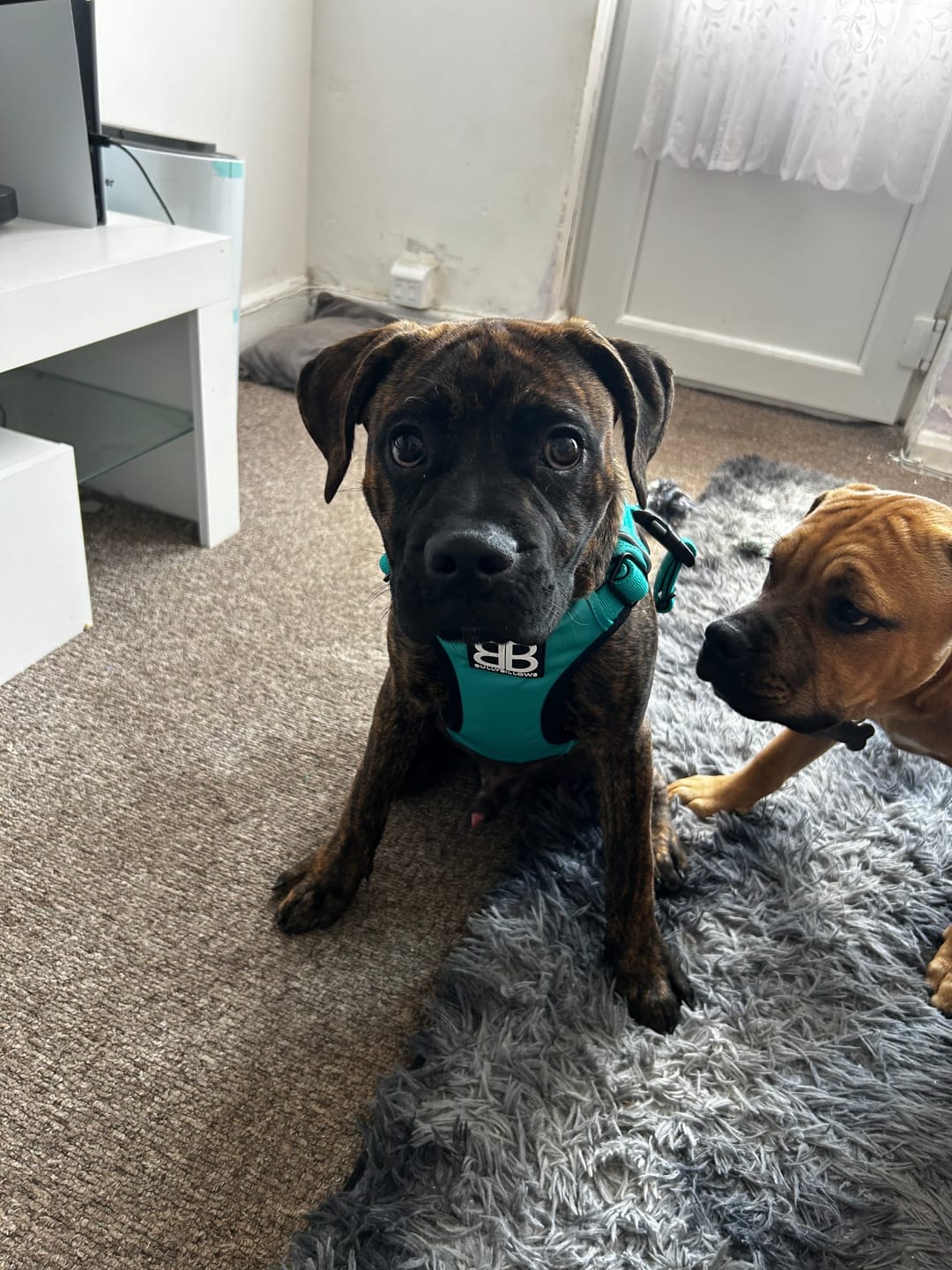 Customer photo review of Comfort Premium Harness | Non Restrictive - Turquoise