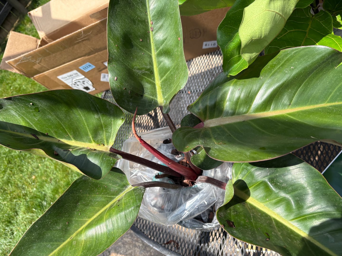 Customer photo review of Philodendron Red Congo, Tropical Forest Plant
