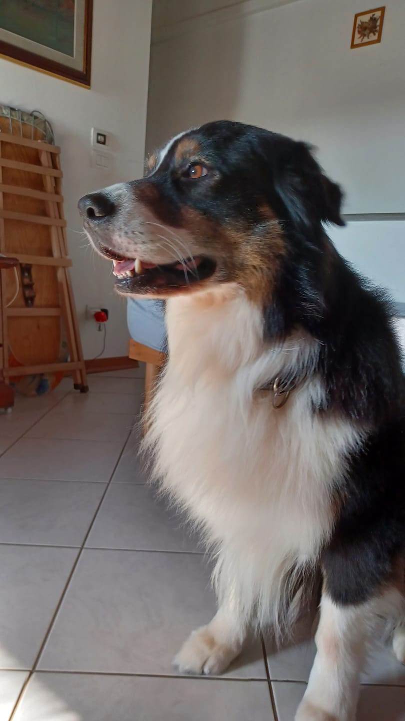 Customer photo review of THERFIBRE  500g - Per il benessere intestinale nel cane e nel gatto