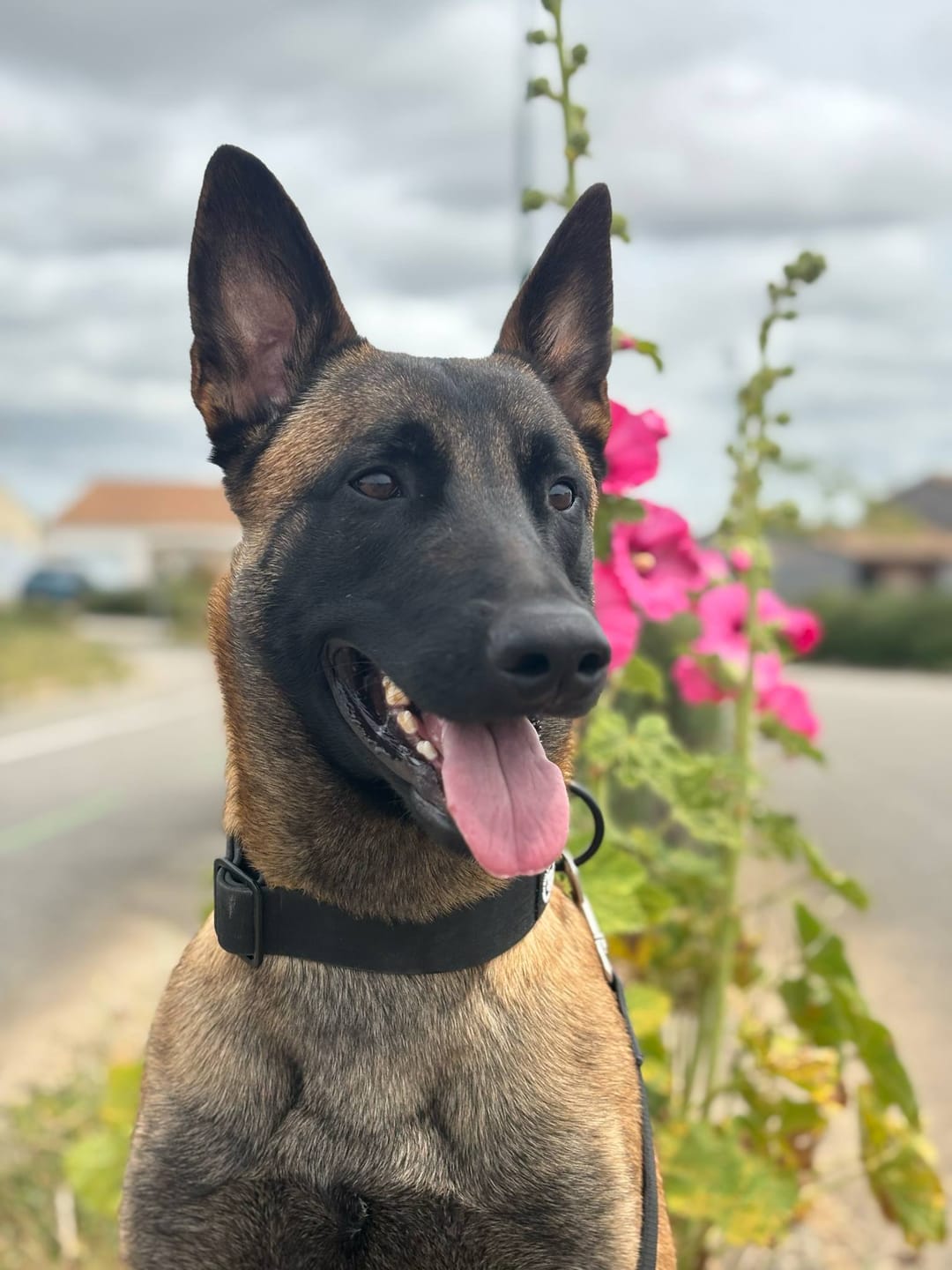 Customer photo review of 4cm Combat Billowthane® Collar | Waterproof - Black