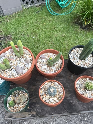 Customer photo review of Trichocereus Bridgesii Monstrose | Short Form | Type B | Penis Cactus