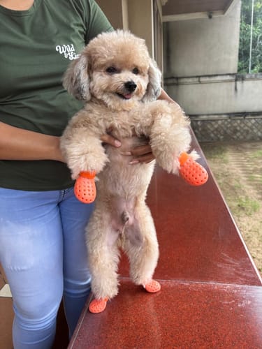 Customer photo review of WagWellies® Mojave Neon Orange