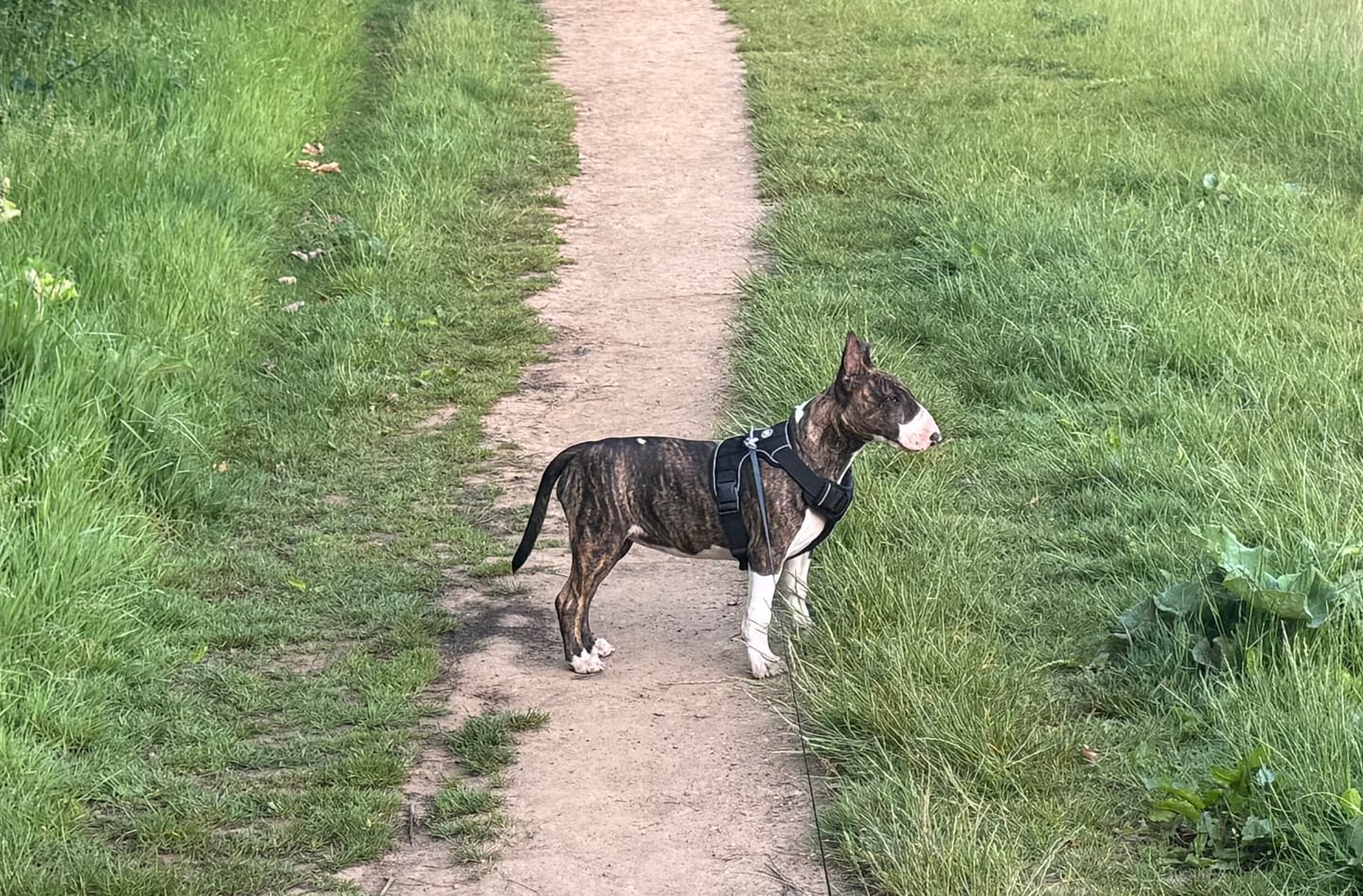Customer photo review of Comfort Premium Harness | Non Restrictive - Black