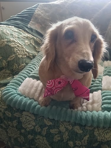 Customer photo review of FunFunPet 高機能ハーネス（お名前タグ作成サービス付き）