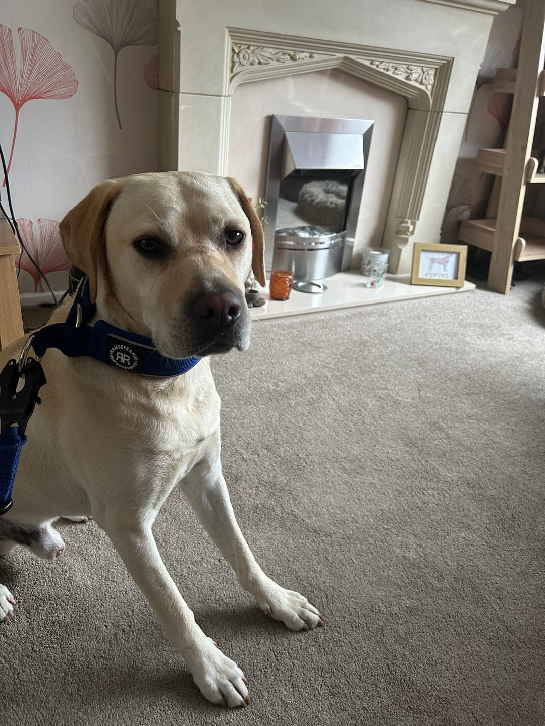 Customer photo review of 5cm Slip on Collar | Foam Padded - Blue