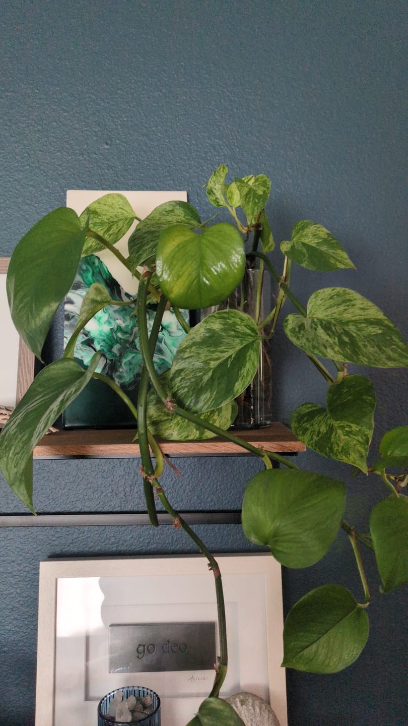 Customer photo review of Kelpy Food for Plants