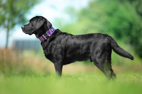 Customer photo review of 5cm Combat® Collar | NO Handle & Secure Clip - Purple