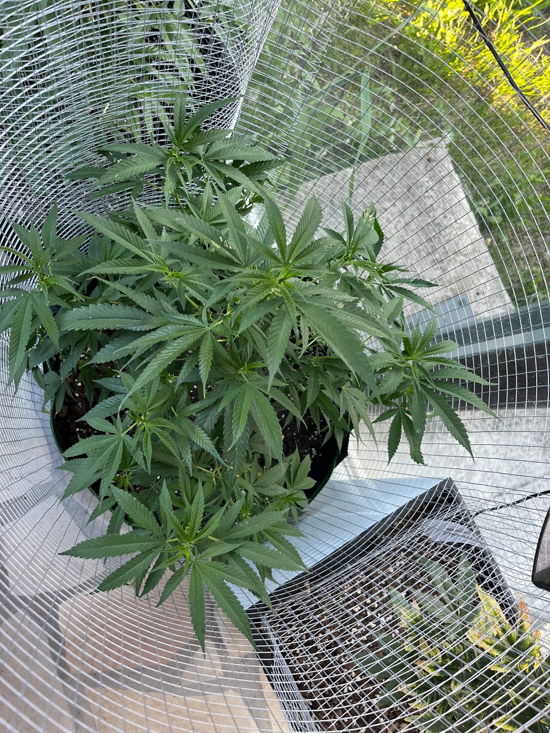 Customer photo review of Hanfstecklinge | Agent Orange
