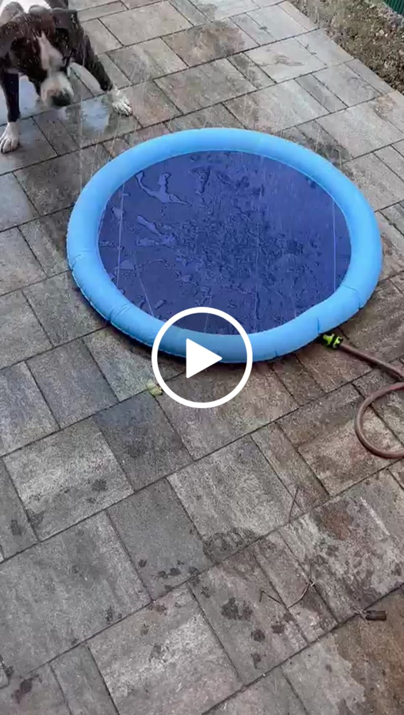 Customer video review of Podloga sa Prskalicama za Rashlađivanje za Pse