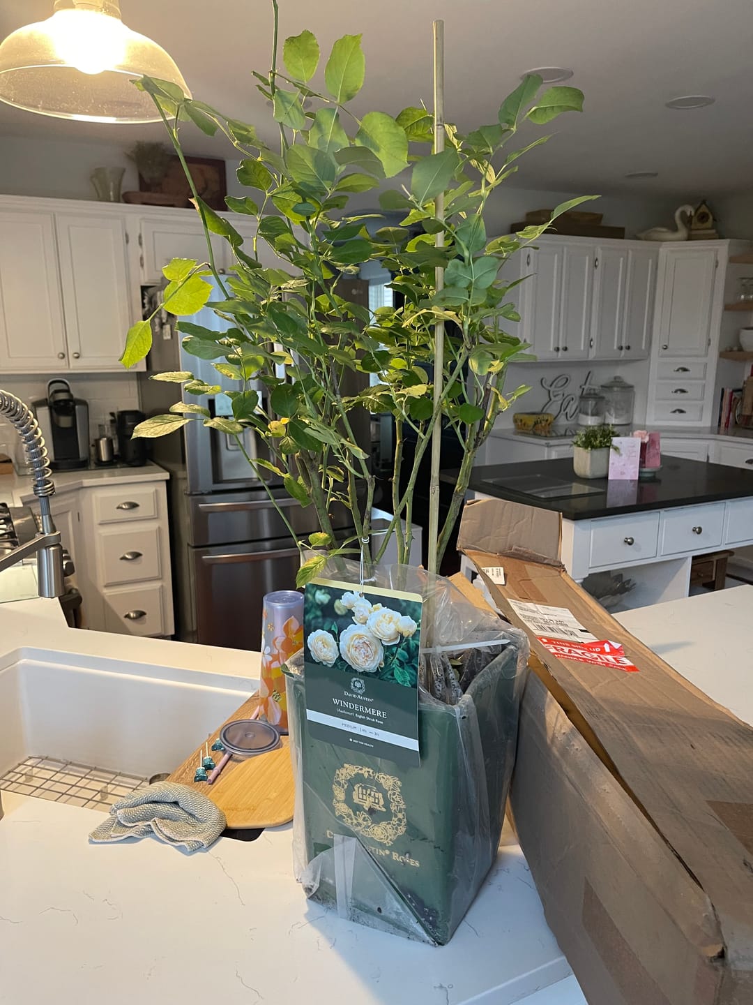 Customer photo review of Windermere Rose Bush By David Austin® - 3 Gallon