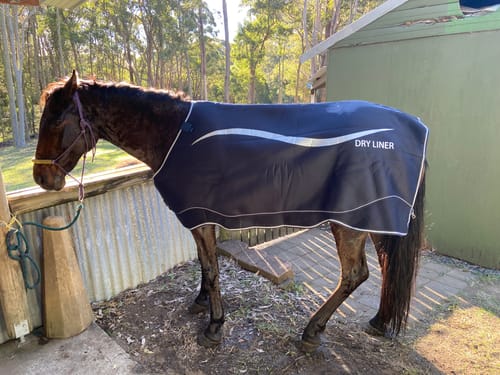 Customer photo review of Horseware Dry Liner
