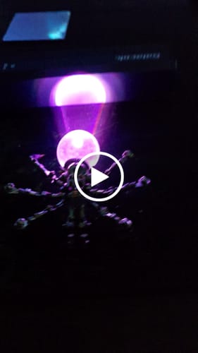 undefined review of Crystal Lamp Jumping Spider image 1 out of 1