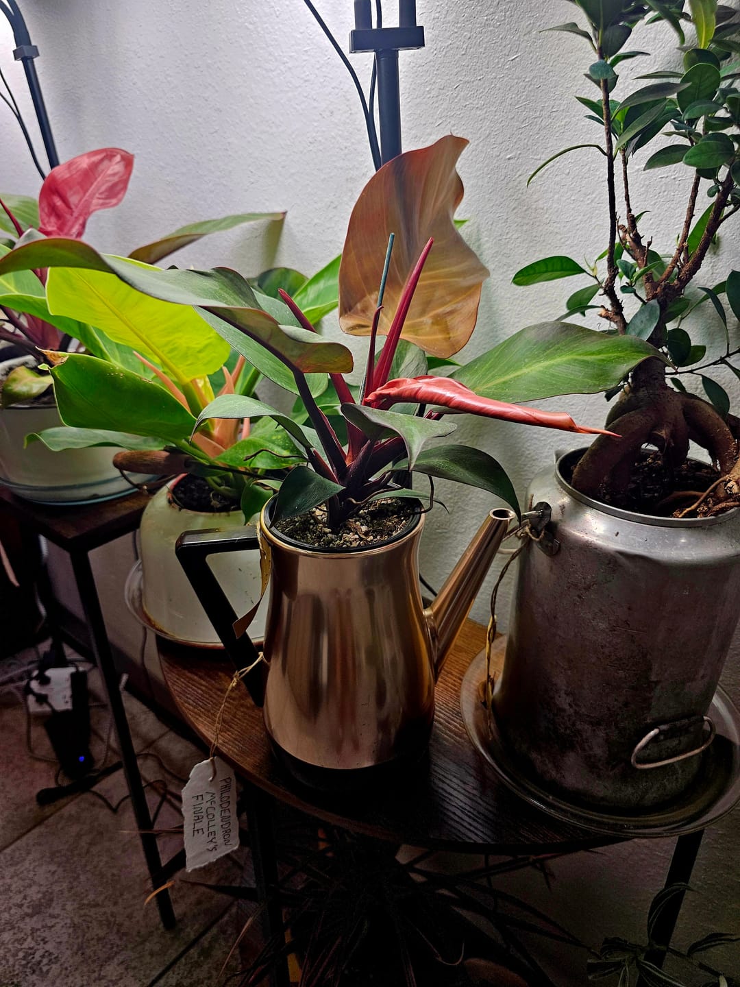 Customer photo review of Philodendron 'McColley's Finale'