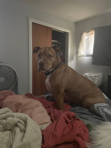 Customer photo review of Hip & Joint