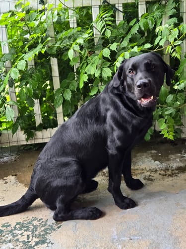 Customer photo review of SFX Goose Call