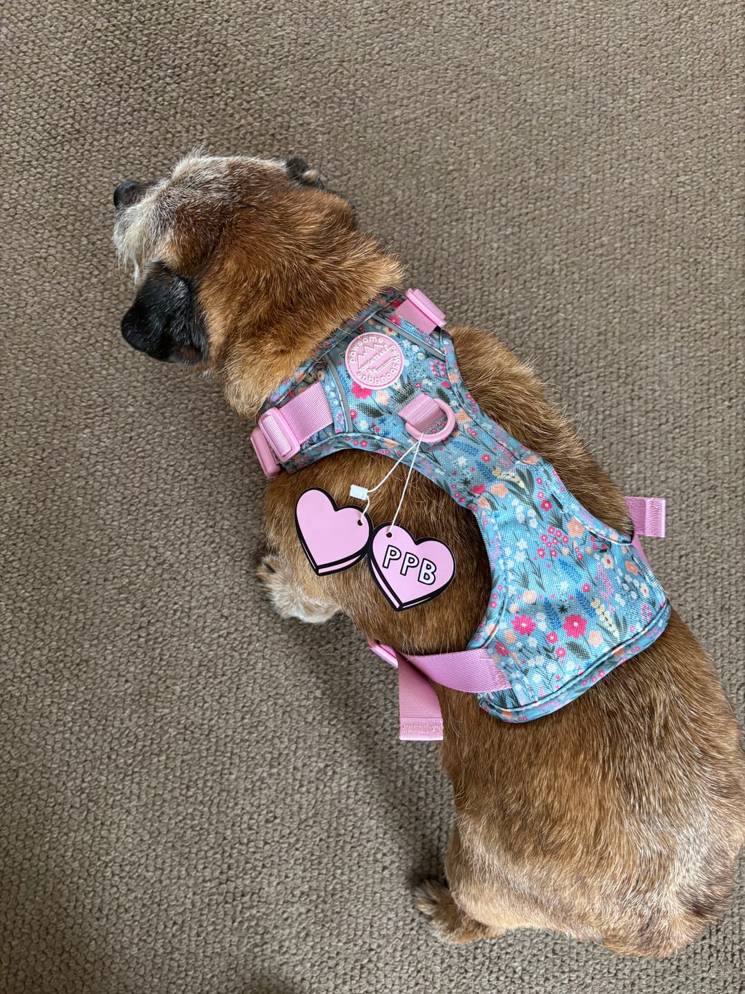 Customer photo review of Tough Trails™ Harness -  Whimsical Wildflowers