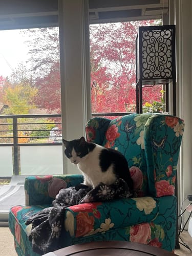 Customer photo review of HOMREST Fabric Accent Chair, Modern Upholstered Armchair, Leisure Single Sofa Chair for Living Room Bedroom Reading, Teal Floral