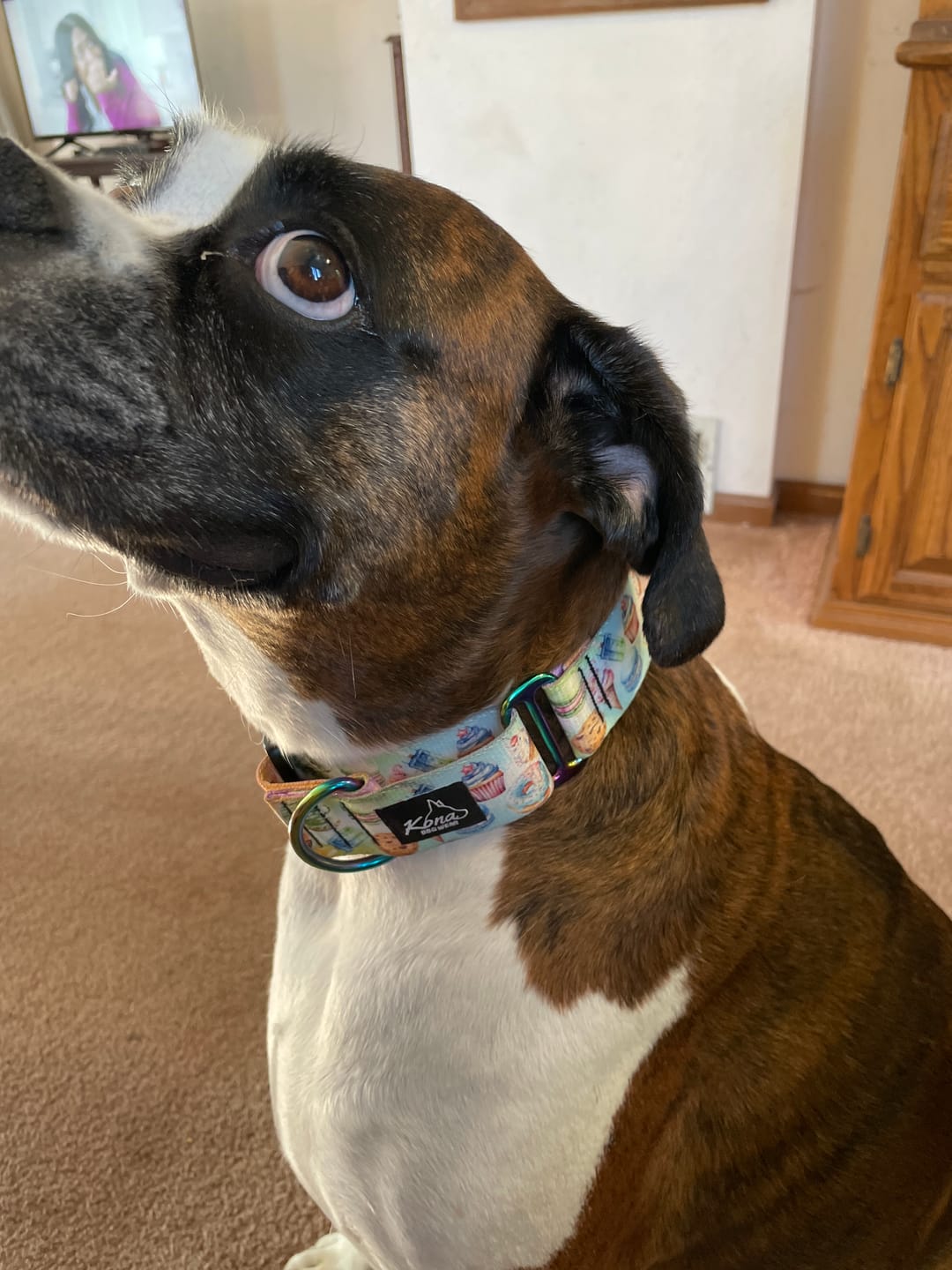 Customer photo review of Sugar High Martingale Collar
