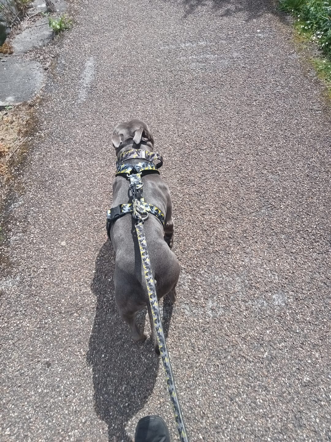 Customer photo review of Training Anti Pull TRI-Harness® | M-XL Breeds - Lightning
