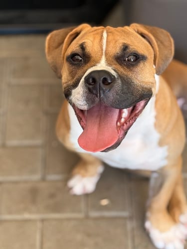 Customer photo review of Lucky Belly